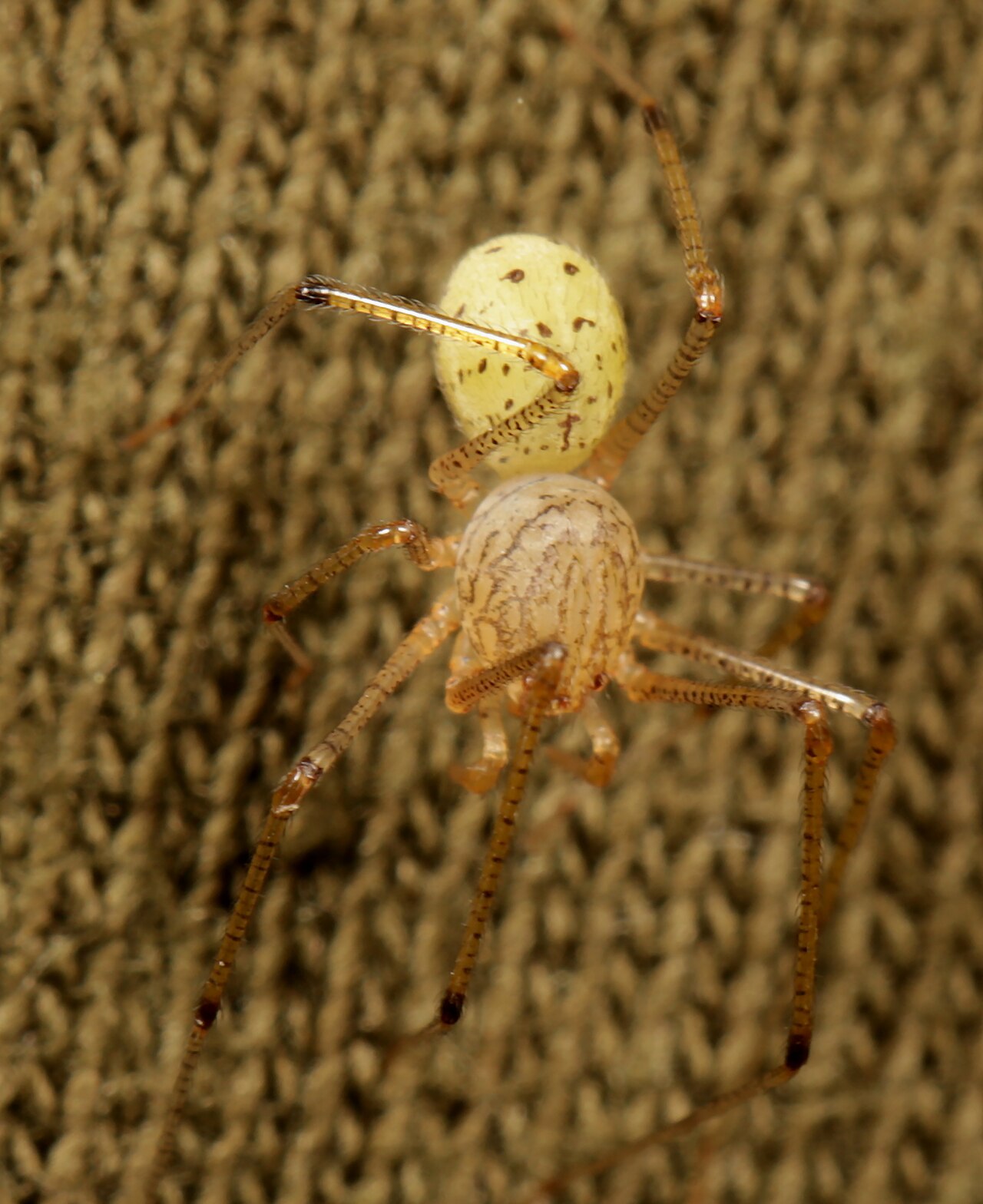 Scytodes maritima 258384921.jpg