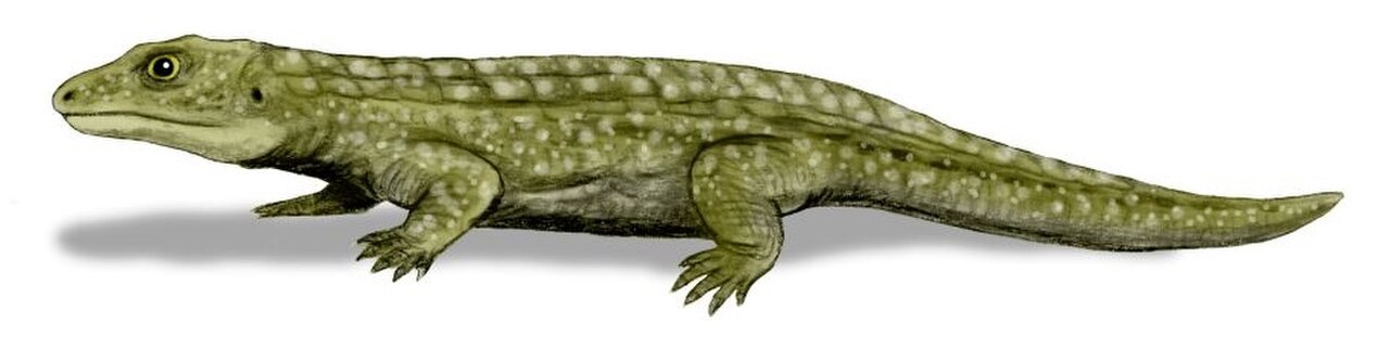 Tokosaurus BW.jpg