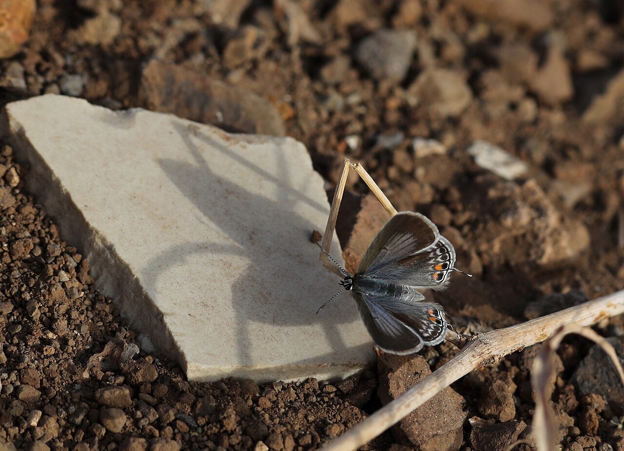 Euchrysops osiris 294A4611 Stgo CV.jpg