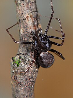 female Scytodes elizabethae