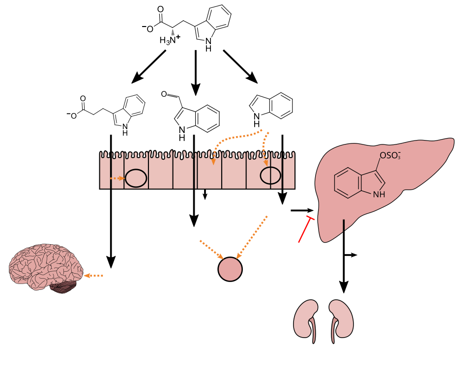 Tryptophan metabolism diagram
