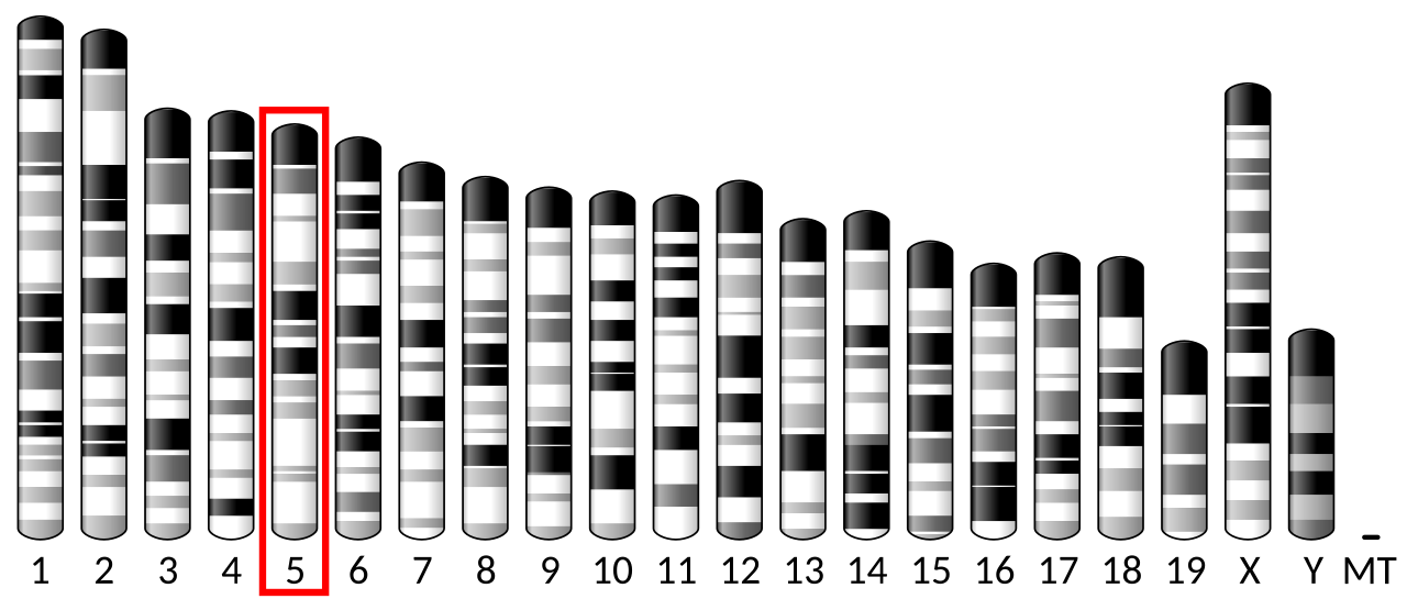 Ideogram house mouse chromosome 5.svg