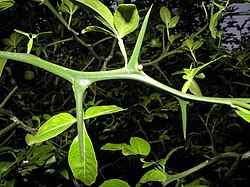 Leaves and thorns