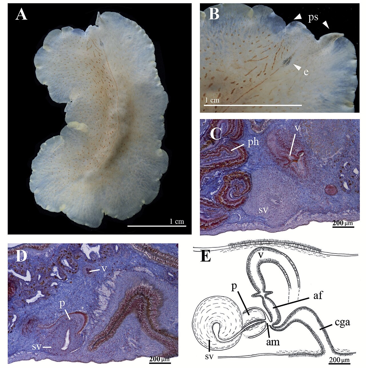 Marcusia alba (MNCN 4.01 2620 to 2683).jpg
