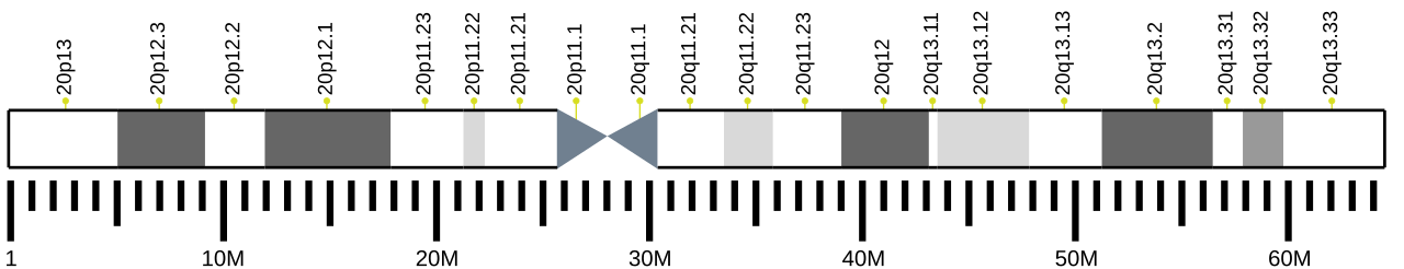 Human chromosome 20 ideogram.svg