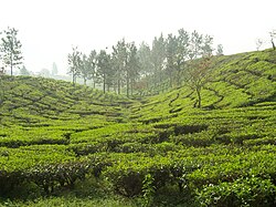 Tea plantation in Puncak
