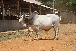 a humped white bull, with grey on the shoulders