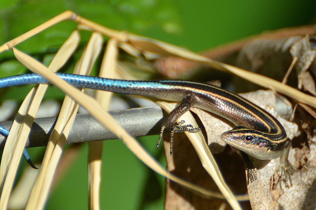 Emoia caeruleocauda - Manado.JPG