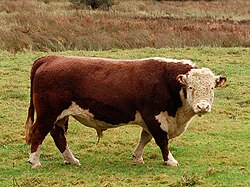 The Hereford is a widespread beef breed, introduced in the 18th century