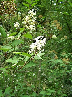 Syringa emodi flowers