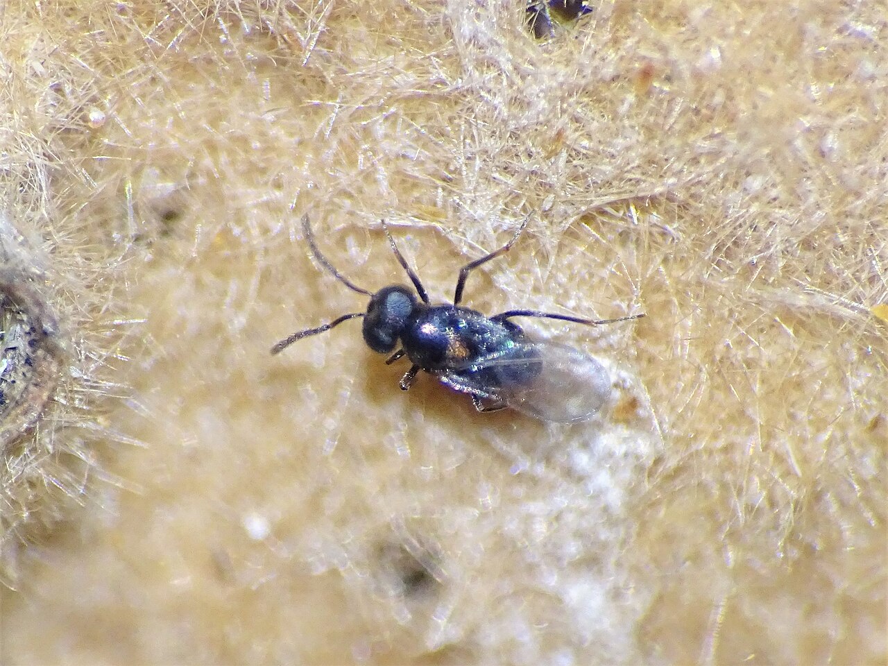 Ooencyrtus kuvanae mosbo6.jpg