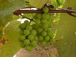 Immature fruit