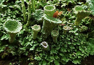 thick tubes with wide, cup-shaped tops rising from a mound of small, green leaves