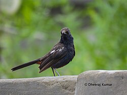 Indian robin in Tharparkar
