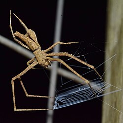 M. camelus