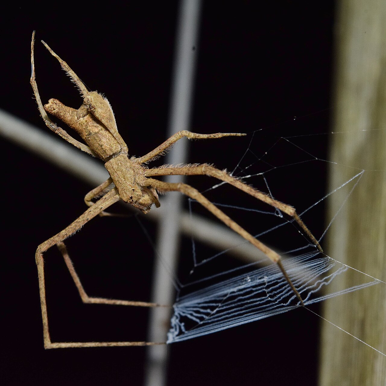 Camel-back spider (Menneus camelus) 1.jpg