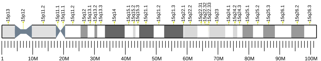 Human chromosome 15 ideogram.svg
