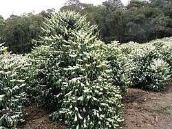 A flowering C. arabica tree
