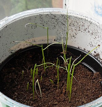 Seedlings