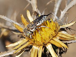 Coelioxys acanthura