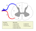 Medulla spinalis