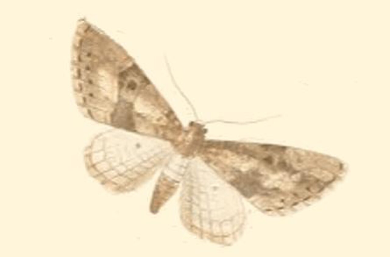 Eupithecia gueneata.JPG