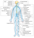 Spinal cord in the nervous system