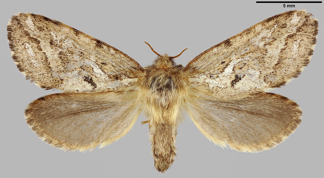 Thitarodes variabilis (Heilongjiang, China).jpg