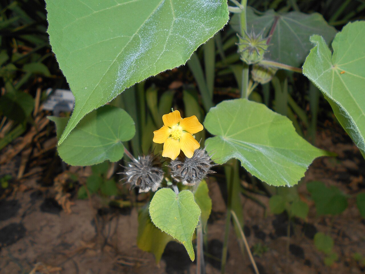 Abutilon theophrasti 2015-08-29 5732.JPG