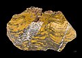 One of the oldest life forms, a Stromatolite of Paleoarchean age – 3, 600 to 3, 200 million years ago (Mya)