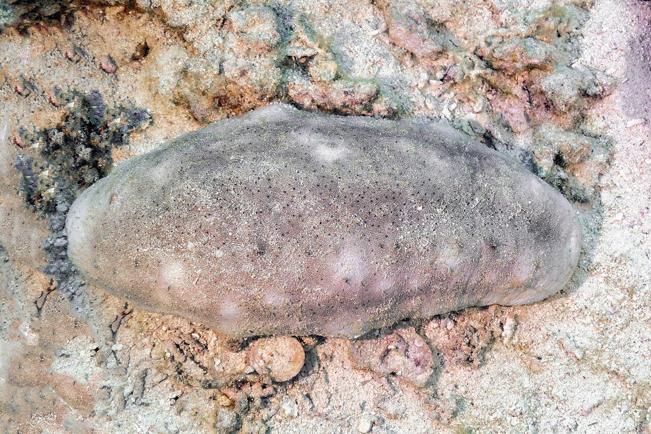 Pepino de mar (Holothuria fuscogilva), parque nacional Ras Muhammad, Egipto, 2022-03-28, DD 119.jpg