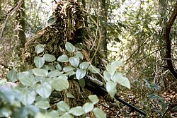 A sniper wearing a ragged ghillie suit among thick vegetation