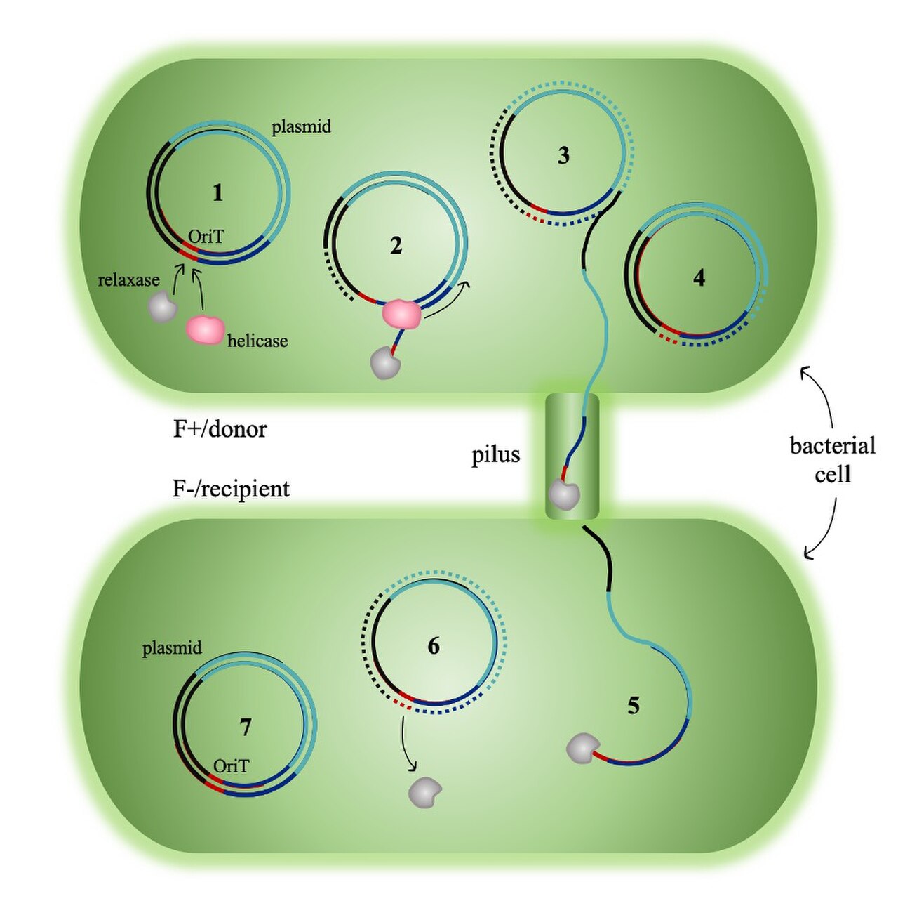 BacterialConjugation.jpg