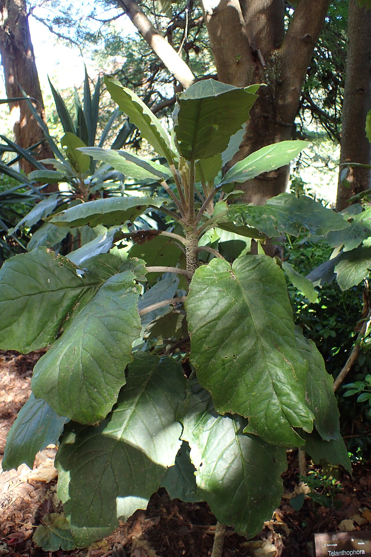 Telanthophora grandifolia kz01.jpg