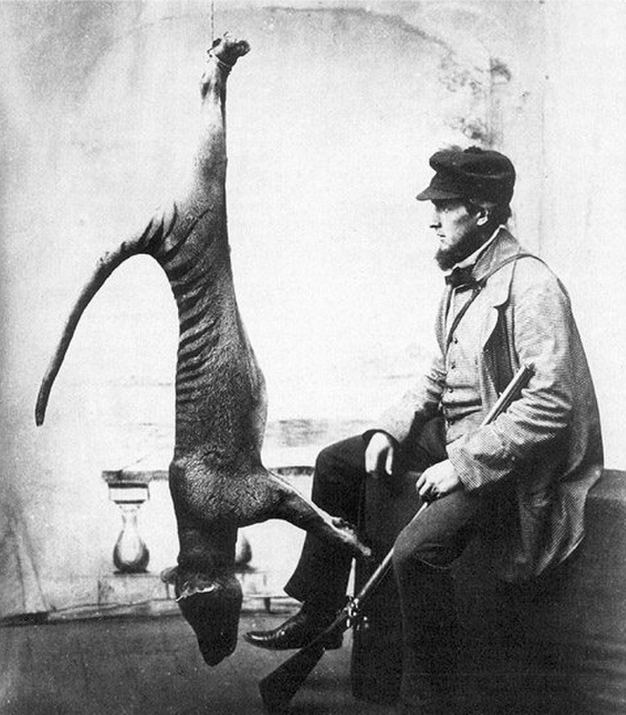 Bagged thylacine.jpg