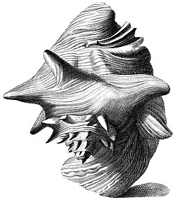 Antique illustration of large sea snail shell with flaring lip, as viewed more or less from the apex