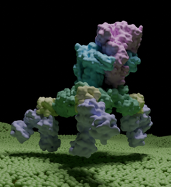 Structure of the complete 14-subunit botulinum neurotoxin B complex (L-PTC)
