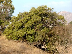A large tree growing in exposed shrubland