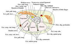 Transverse section across the wrist and digits.