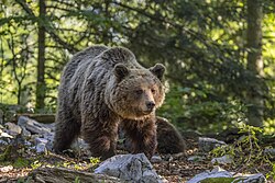 A bear in a wooded area