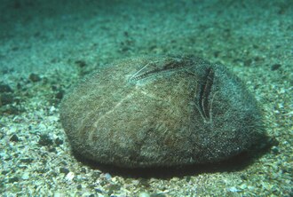 Brissus gigas