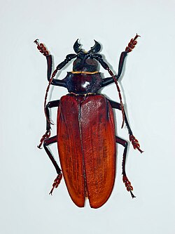 Titanus giganteus at the Montréal Insectarium