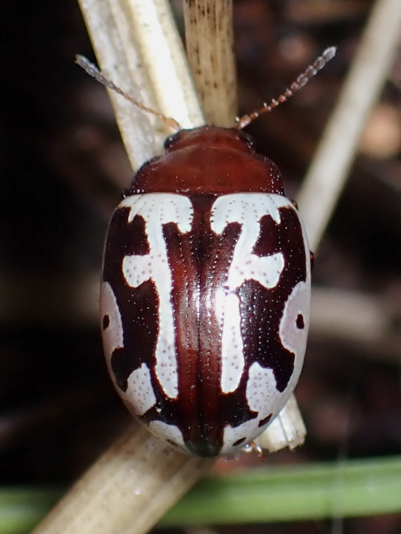 Calligrapha opifera - inat 321396890.jpg