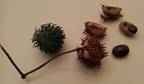 The green capsule dries and splits into three sections, forcibly ejecting seeds.