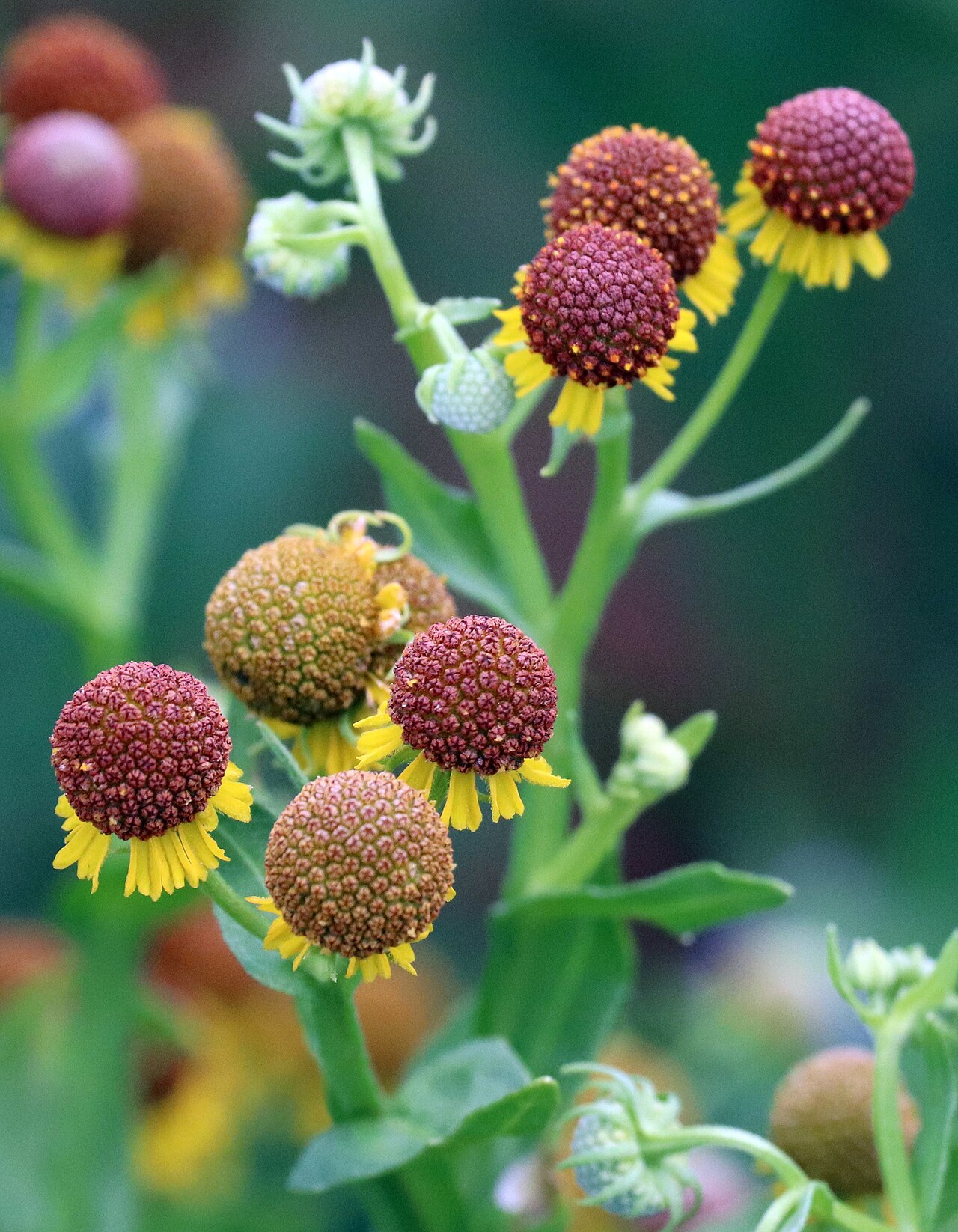 Helenium microcephalum, Dry Creek Lake, Briscoe County, TX, USA imported from iNaturalist photo 149483505.jpg