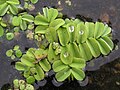 Salvinia - free floating