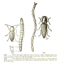 Click beetle adults and larvae (wireworms) Left: Wheat wireworm (Agriotes mancus) Right: Sand wireworm (Horistonotus uhlerii)