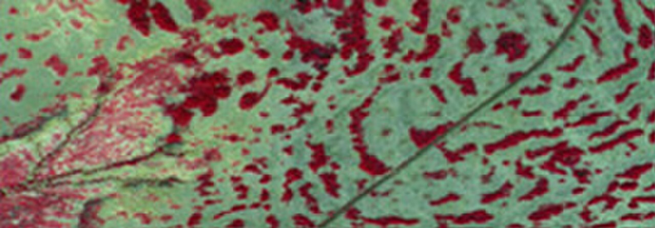Tiger bush HAPEX-Sahel.jpg