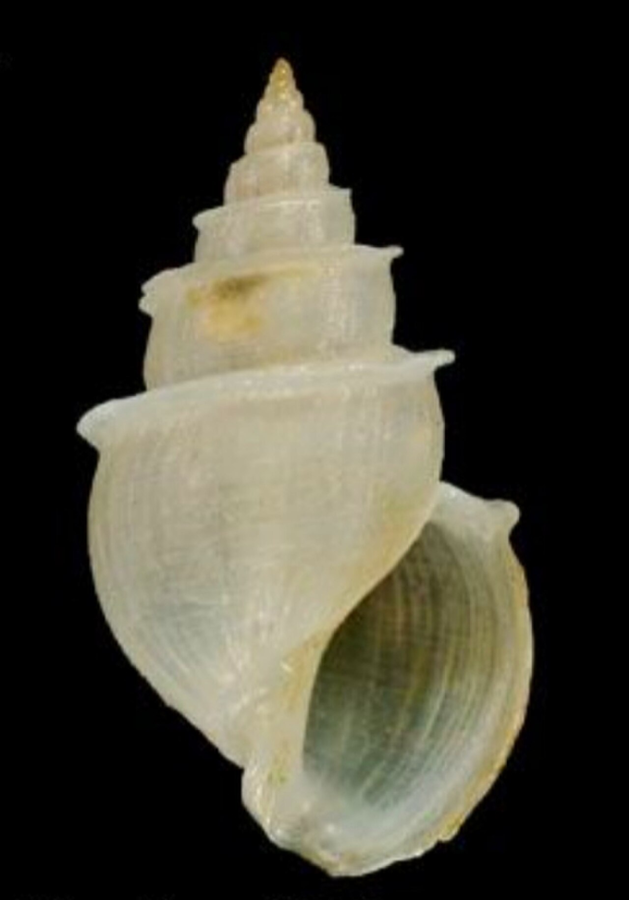 Microstelma oshikatai 001.jpg