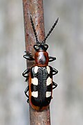 C. asparagi